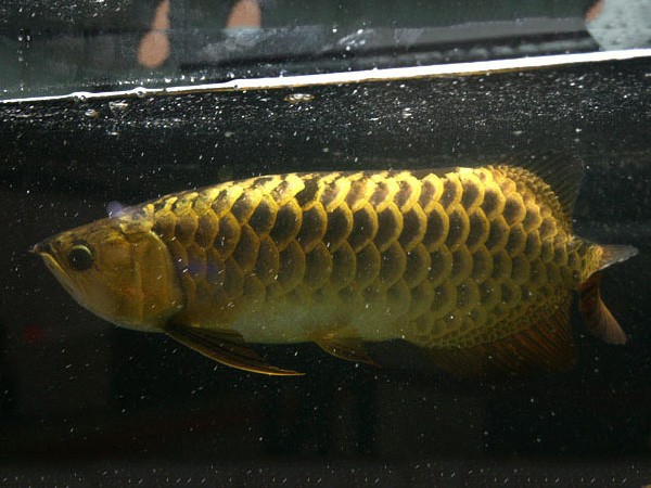 Savona Thick framed Golden Arowana