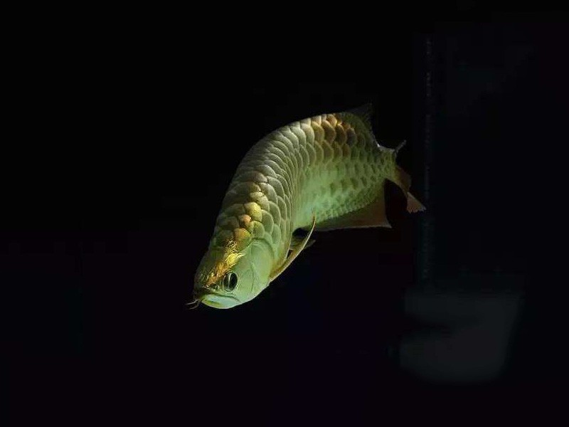 Savona B. Golden Arowana