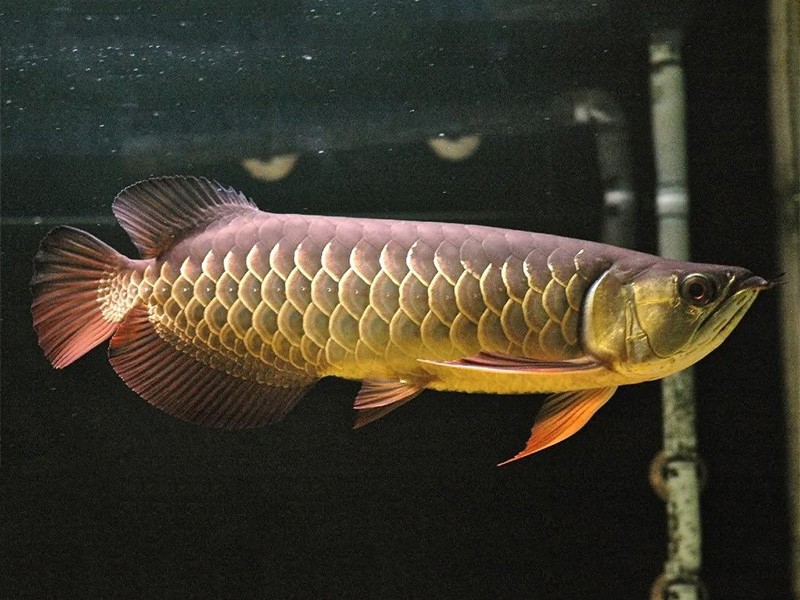 Savona Red Tail Golden