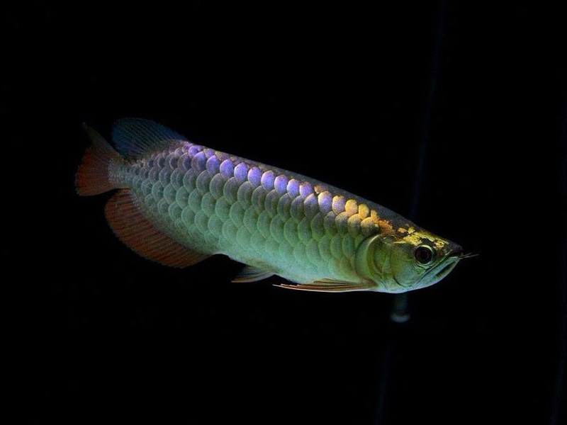 Savona Golden Arowana with purple background