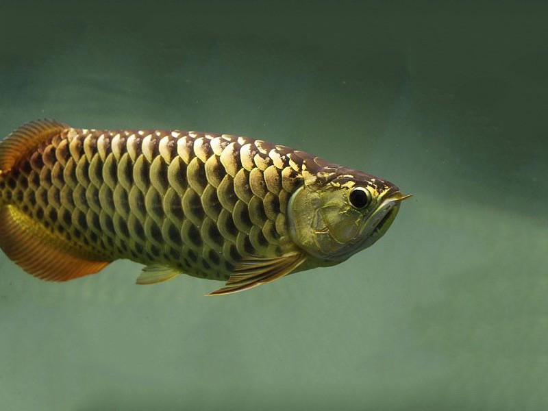 Savona Golden Arowana with chocolate base