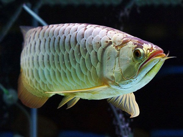 Savona Golden Dragon Fish