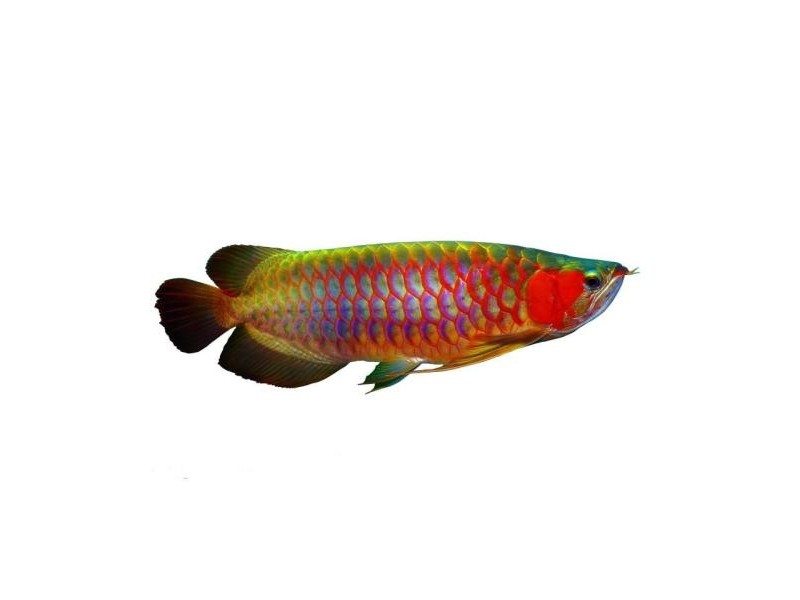 Savona Colorful golden dragon fish