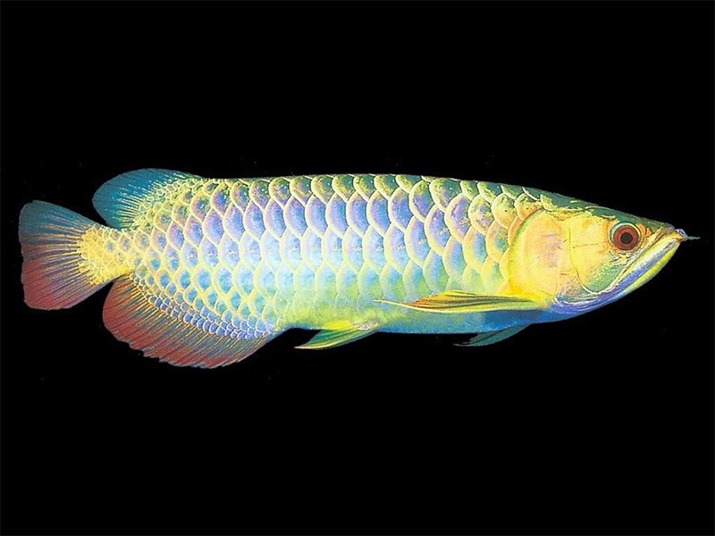 Savona Colorful Golden Arowana