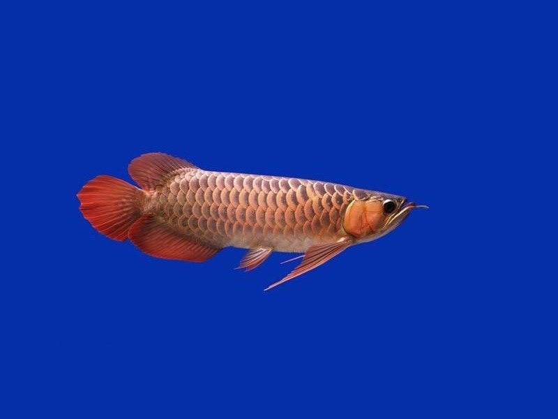 Savona Over backed Golden Arowana