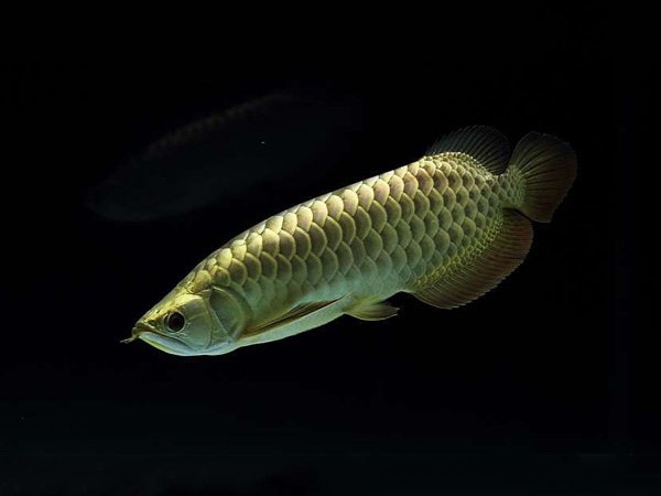 Savona Golden headed Arowana