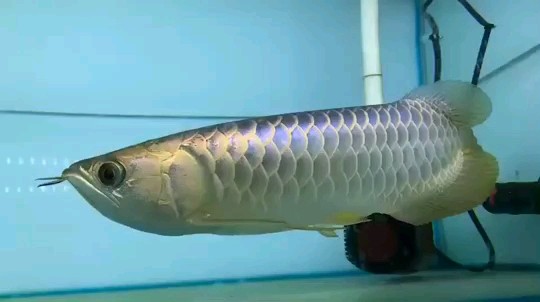 Savona Blue golden dragon fish with blue background