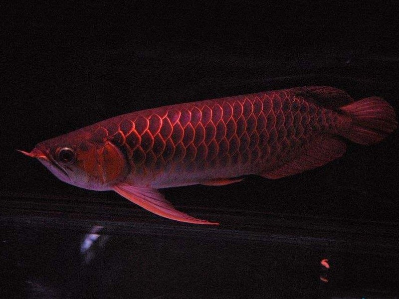 Savona Red arowana with thin frame