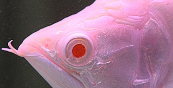 Savona White dragon fish