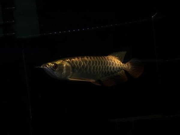 Savona Fine framed Golden Arowana