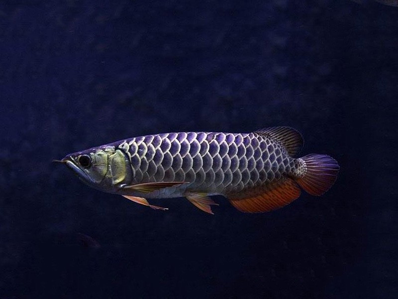 Savona Blue bottom Golden Arowana