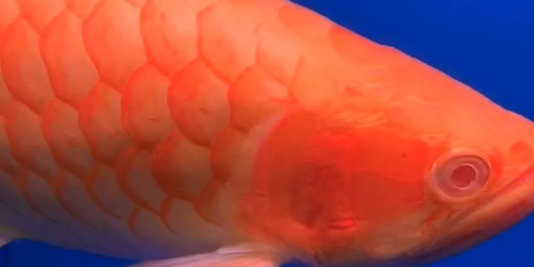 Savona Baizi red Arowana
