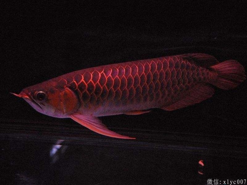 Savona Thin frame red dragon fish