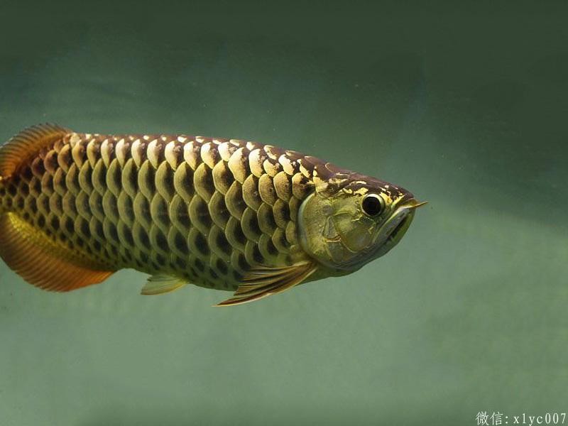 Savona Chocolate Arowana