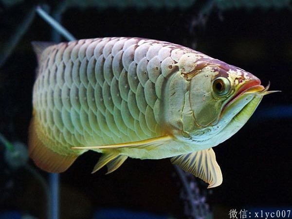 Savona golden arowana priceGolden Arowana