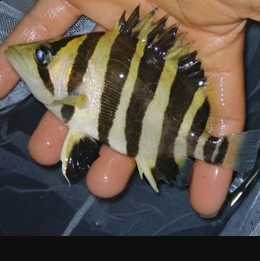 Savona Indonesian Tiger