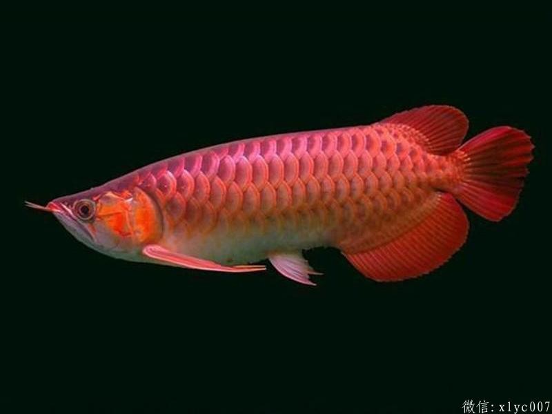Savona Chili Red Arowana