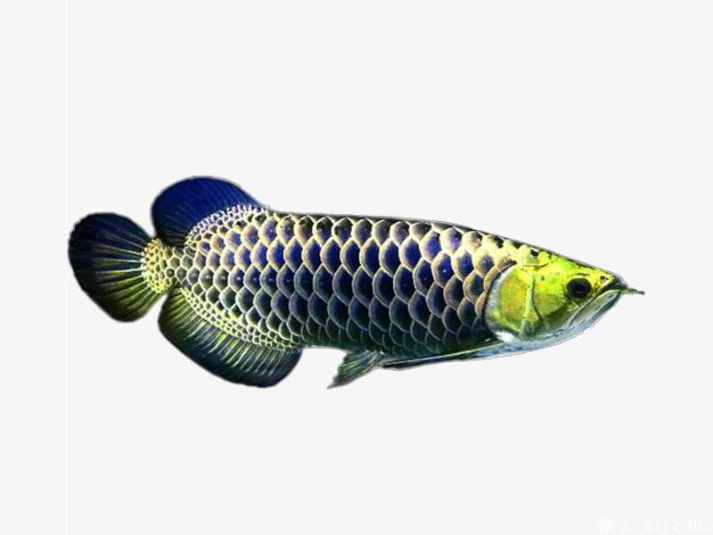 Savona Gold-headed blue background gold arowana