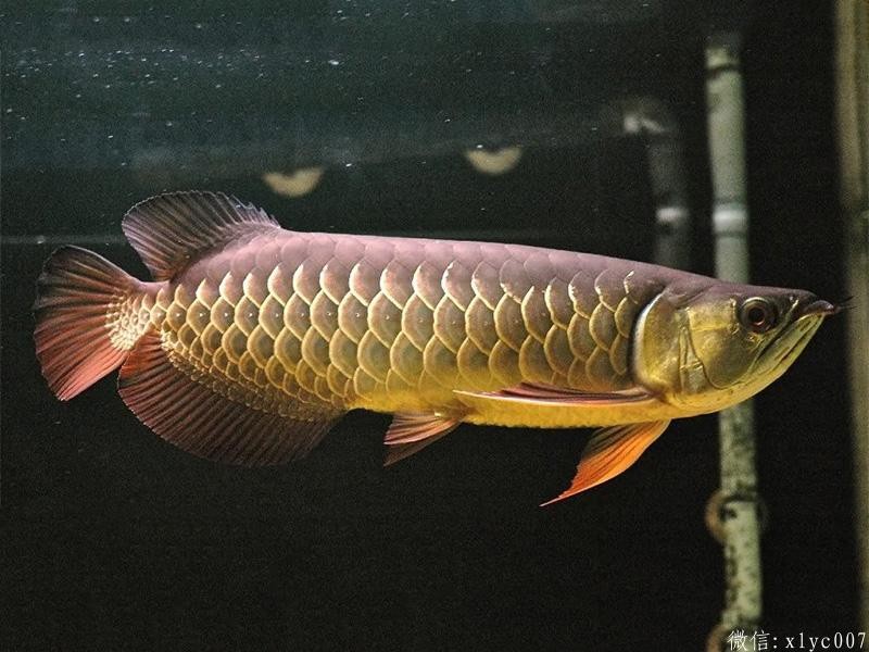 Savona Red-tailed Arowana