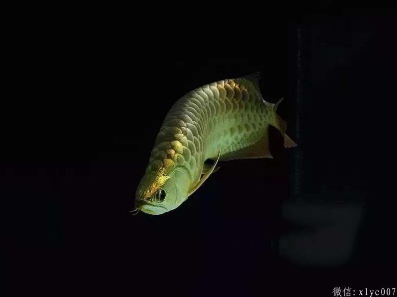 Savona B over gold arowana