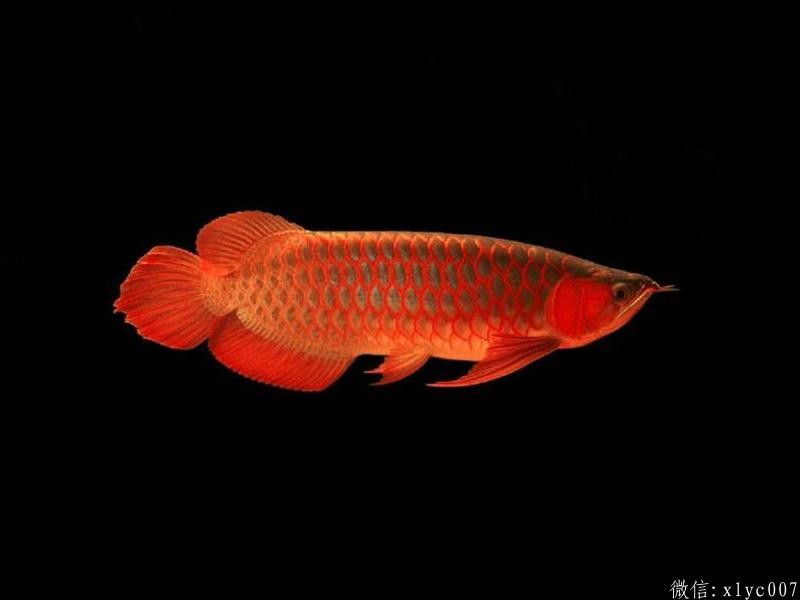 Savona Red Arowana