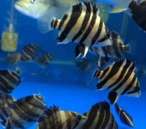Savona Sumatran tiger fish