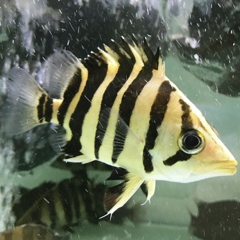 Savona Indonesian Tiger（4）