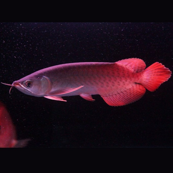 Savona Indonesian Red Arowana