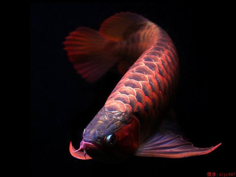 Savona Orange Red Arowana