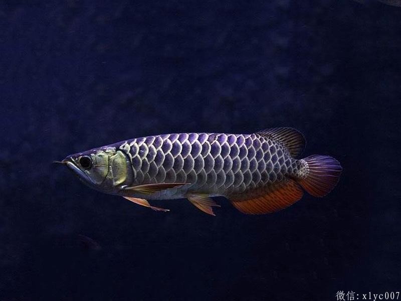 Savona Blue-backed Arowana