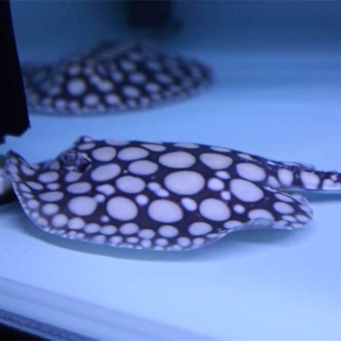 Savona BLACK DIAMOND ,BD STINGRAY