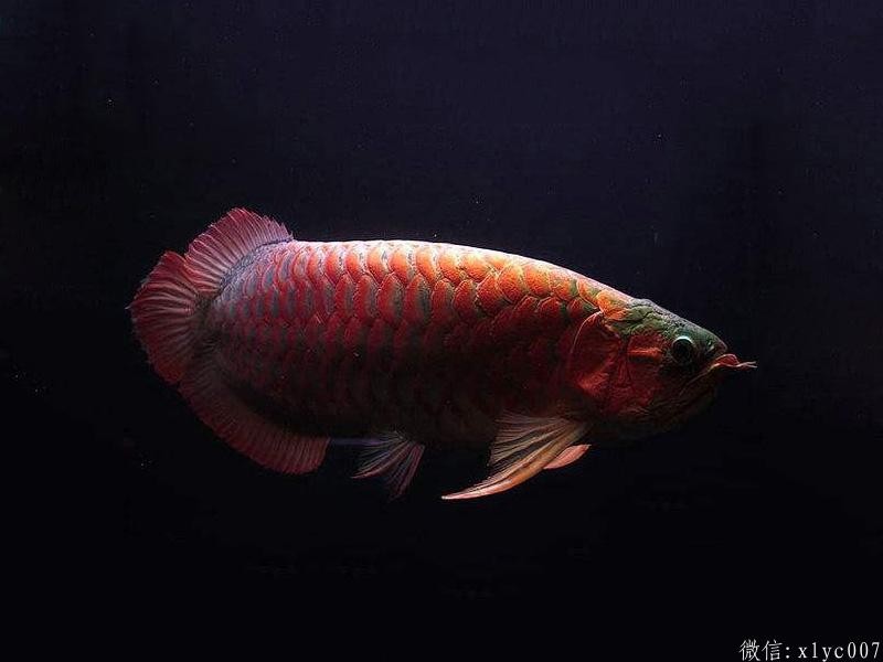 Savona Thick frame red dragon fish