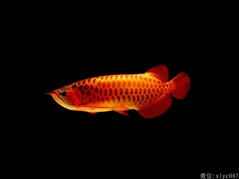 Savona Blue Dragon Fish