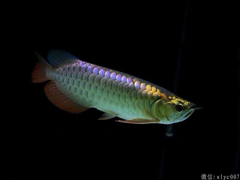Savona Purple-backed Arowana