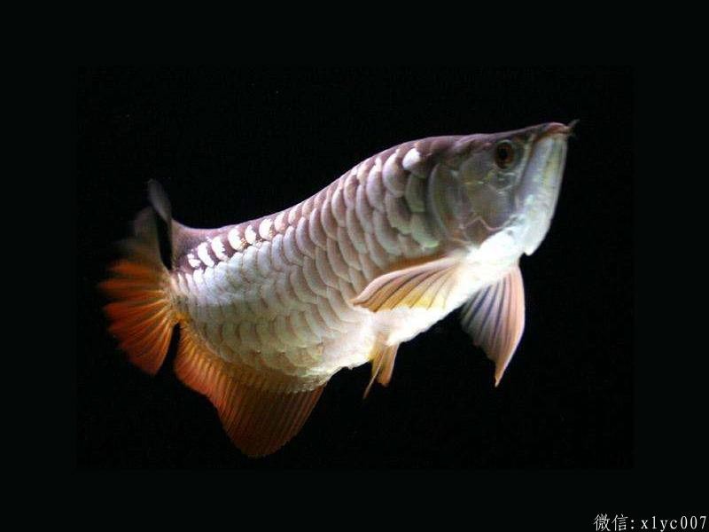 Savona High-back Arowana