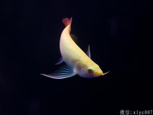 Savona Albino ReArowanad Dragon Fish
