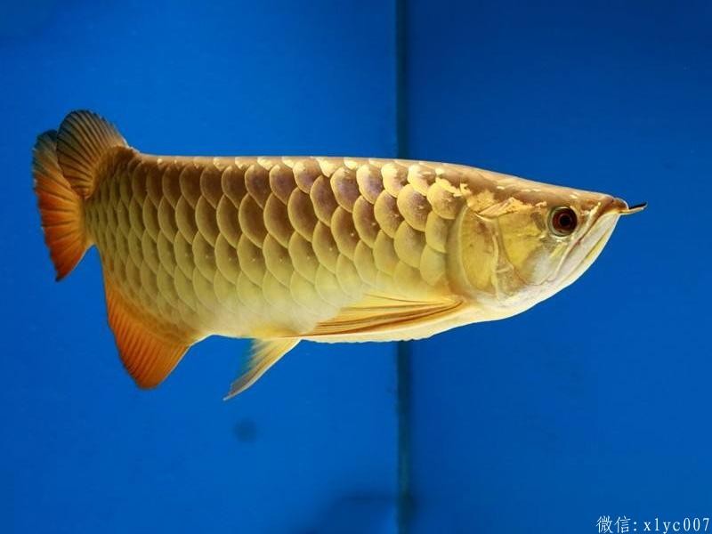 Savona Overback Arowana