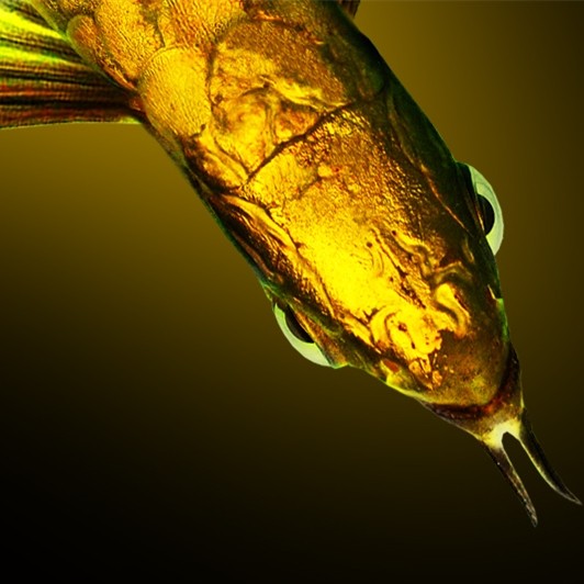 Savona MALAYSIA GOLDEN AROWANA