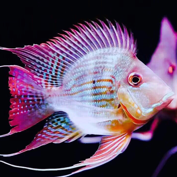 Savona Pikonni fish
