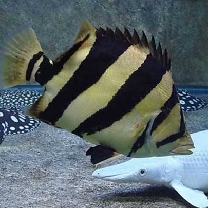 Savona Siamese Tiger fish