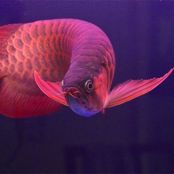 Savona SUPER RED AROWANA