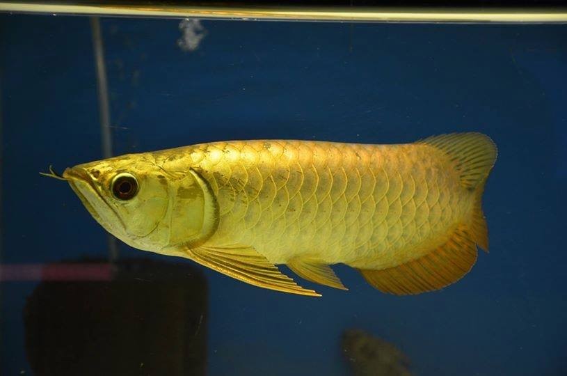 Savona 24k Golden Arowana