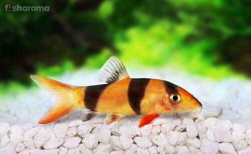 Savona Clown+Loach