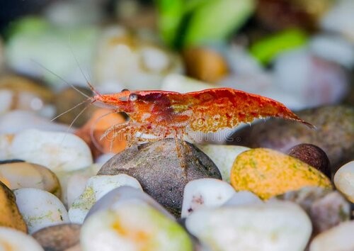 Savona Shrimp