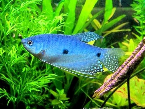 Savona Gouramis+fish