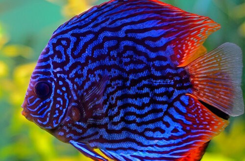 Savona discus+fish