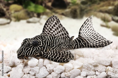 Savona Hypostomus+plecostomus