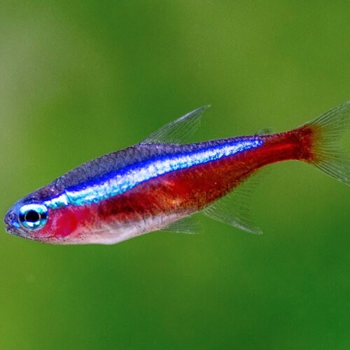 Savona Red+neon+tetra
