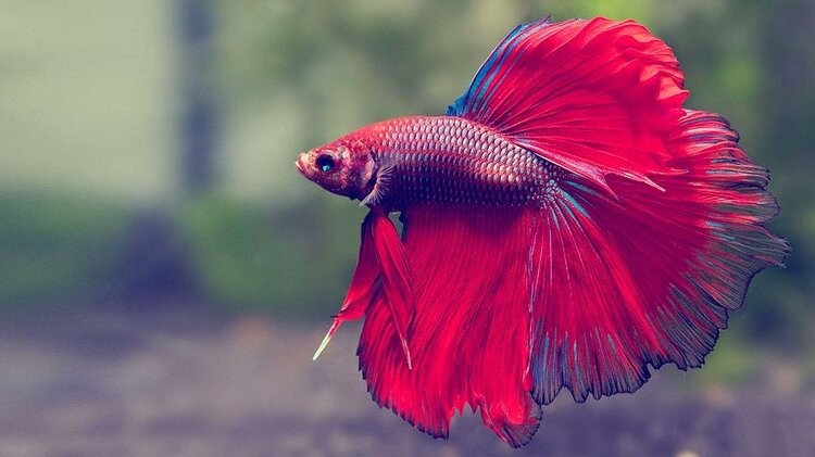 Savona Betta+Fish