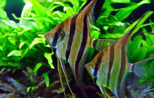 Savona Angelfish